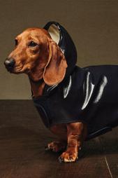 WATER-REPELLENT PET RAINCOAT