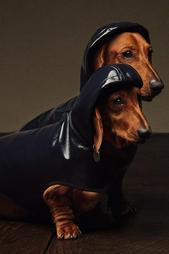 WATER-REPELLENT PET RAINCOAT